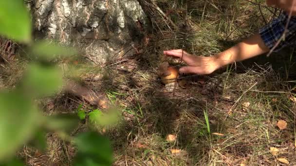 Female hand pick boletus mushroom growing under birch tree - Footage, Video