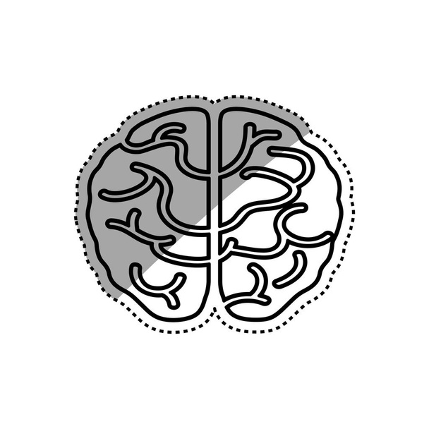 geïsoleerde menselijke hersenen - Vector, afbeelding