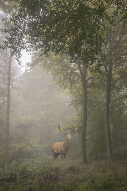 霧の秋のカラフルな森でレッド ディア鹿の美しい画像 - 写真・画像