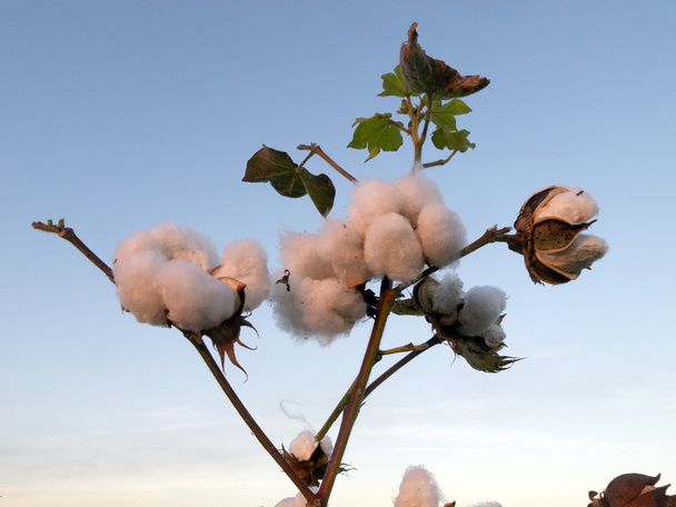 Campos de flores de algodón
 - Foto, imagen