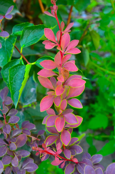 Autumn barberry of Tunberg Berberis thunbergii, a branch with red leaves and berries - Photo, Image