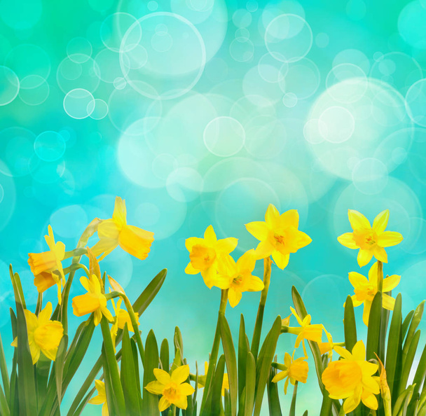 Tavaszi háttér nárcisz - Fotó, kép