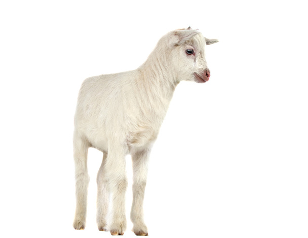 Маленькая изолированная коза
 - Фото, изображение