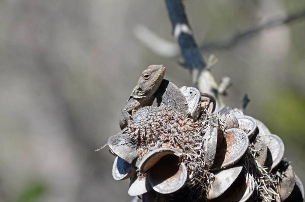 Australian lagarto Jacky Dragão nativo
 - Foto, Imagem