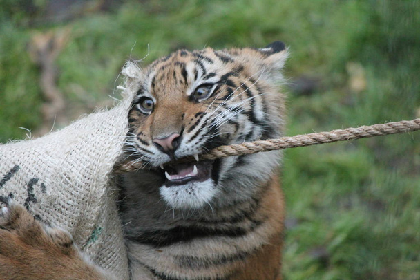 Zeldzame Sumatraanse tijger en endagered - Foto, afbeelding