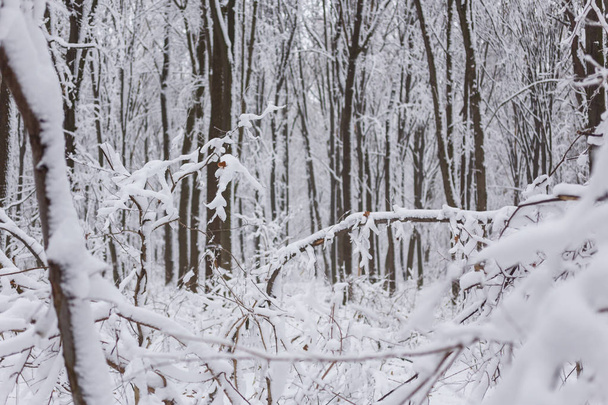 Winter, frost, forest in snow - Photo, image