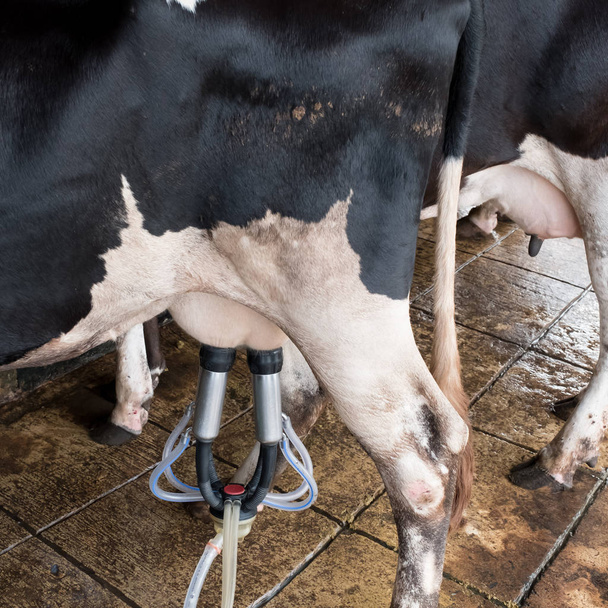 Impianto di mungitura delle mucche e attrezzature di mungitura meccanizzate - Foto, immagini