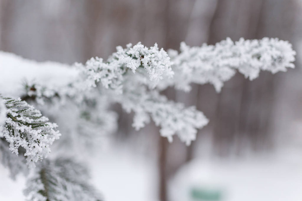 Hoarfrost on trees beautiful winter background closeup - Φωτογραφία, εικόνα
