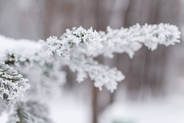 Hoarfrost on trees beautiful winter background closeup - Photo, image