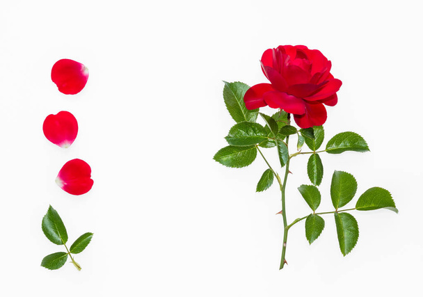 червона чайна троянда з пелюстками на білому тлі
 - Фото, зображення