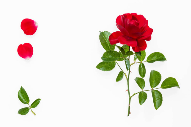 Háttér-világítású Valentine's day rose elszigetelt fehér background - Fotó, kép