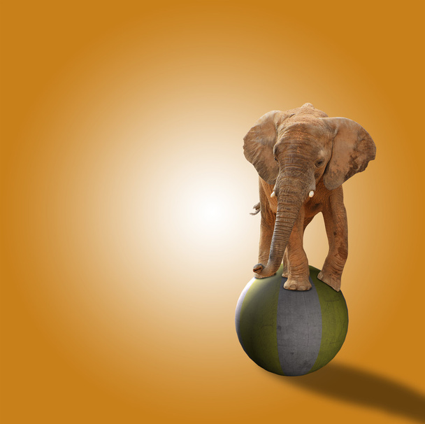 Elefantti seisoo pallolla
 - Valokuva, kuva