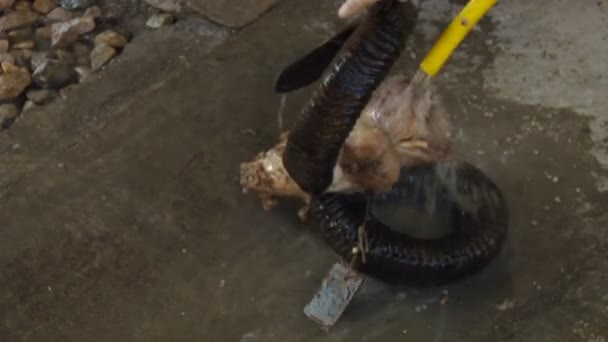 pound ve kalan et ve yağ kesişiyor laboratuarında kaldırılacağı bir kafatası ovmak - Video, Çekim