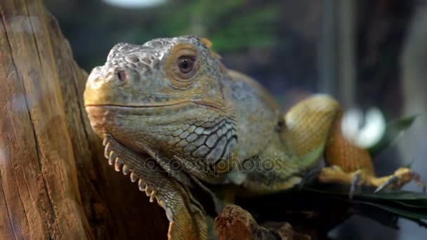 Iguana lizard in enclosure - Footage, Video