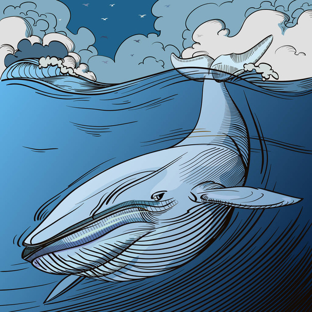 Blue Whale Diving - Wektor, obraz