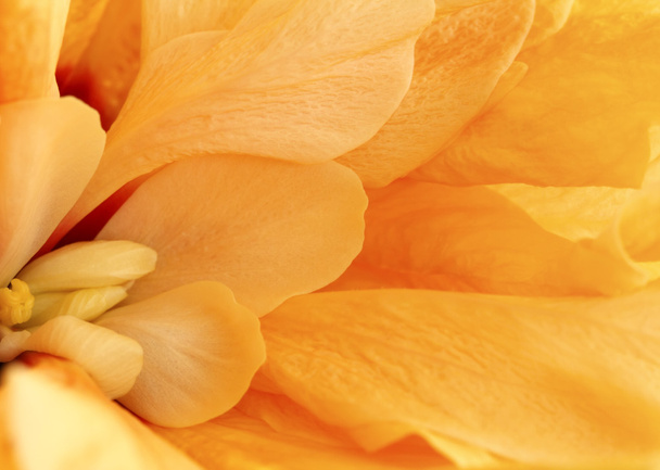 Hibiscus - Fotó, kép