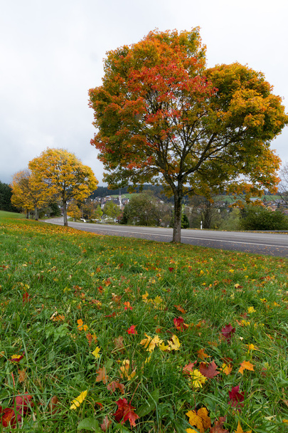 kleurrijke maple bomen herfst tijde in Zwarte Woud, Duitsland - Foto, afbeelding