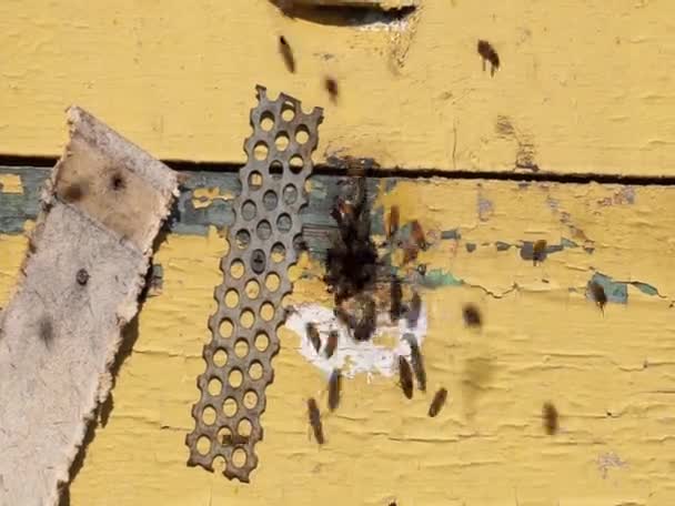  Včelí farma v obci - Záběry, video