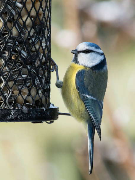 Pássaro de peito azul em um alimentador de pássaros
 - Foto, Imagem