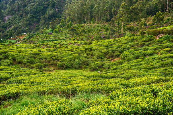 Sri Lanka: plantaciones de té de las tierras altas en Nuwara Eliya
 - Foto, imagen