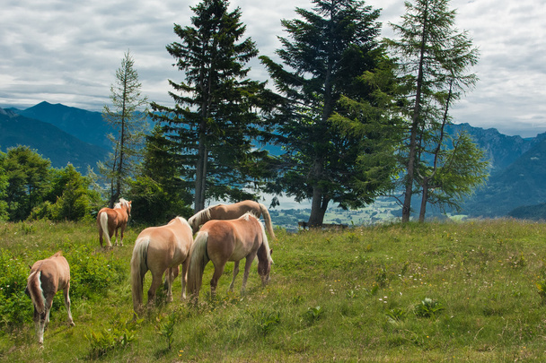 Famiglia di cavalli a Zwolferhorn
 - Foto, immagini