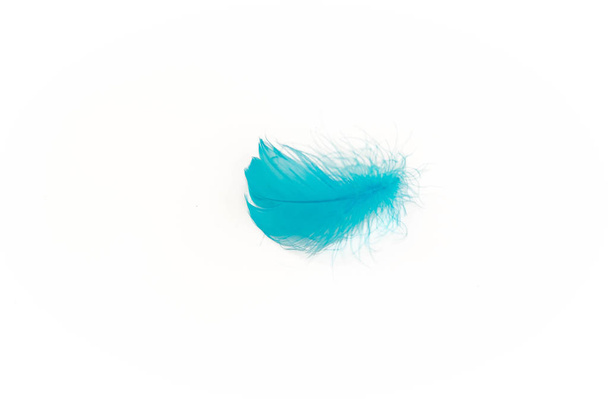 blue bird feather, isolated on white background - Foto, Bild