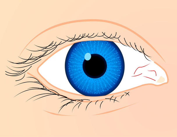 Close-up van oog - Vector, afbeelding