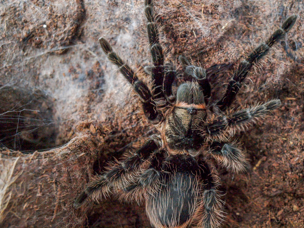 Zwart krullend haar tarantula - Foto, afbeelding