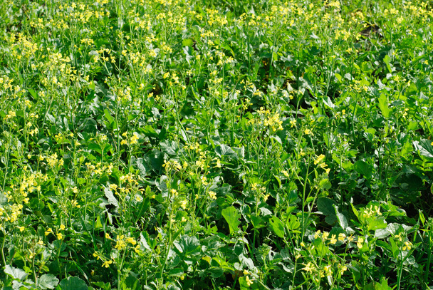 flourishing field of yellow rape as a background - Photo, Image