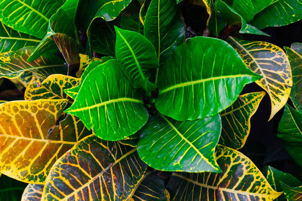 fresh green leaf in nature - Фото, изображение