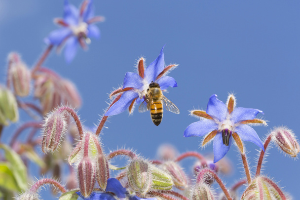 Borage flowers with bee - Photo, Image
