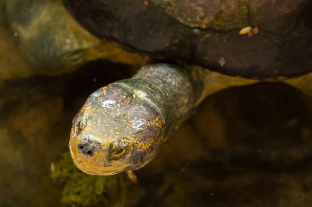Schildkröte auf Samut Prakan Krokodilfarm und Zoo, Thailand. - Foto, Bild