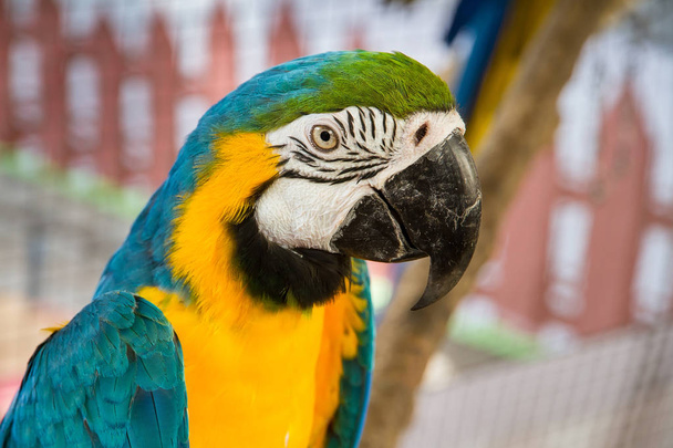 Barevný papoušek ptáci v Samut Prakan Krokodýlí farma a Zoo, Th - Fotografie, Obrázek