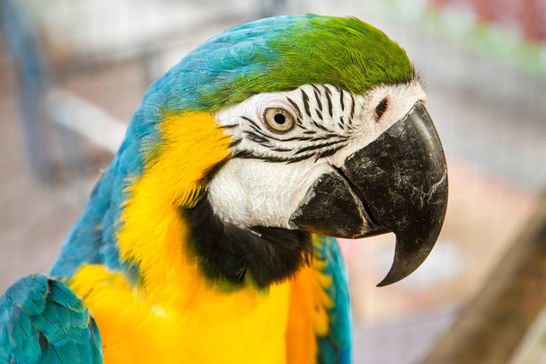 Samut Prakan Timsah çiftliği ve Hayvanat Bahçesi, inci renkli papağan kuşlara - Fotoğraf, Görsel