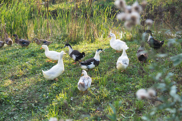 Geese walking on the lawn - Foto, Imagem
