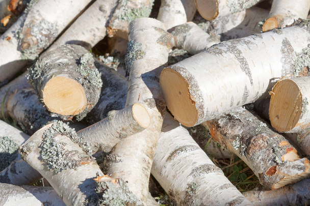 Uma pilha de tronco de bétula picado
 - Foto, Imagem