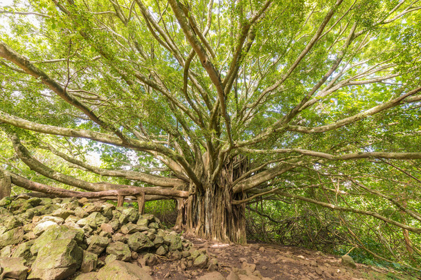 Масивні Banyan Tree
 - Фото, зображення