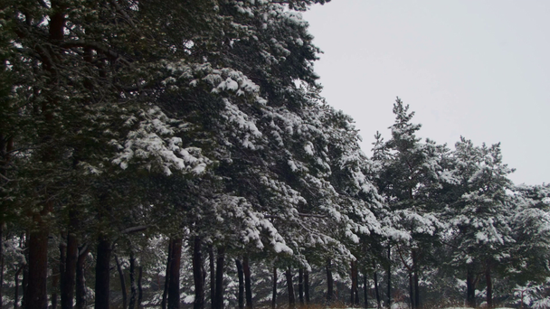 Winter dennenbos met besneeuwde kerstbomen - Video