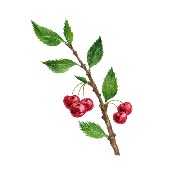 cherry tree branch with leaves and berries - Foto, Imagem