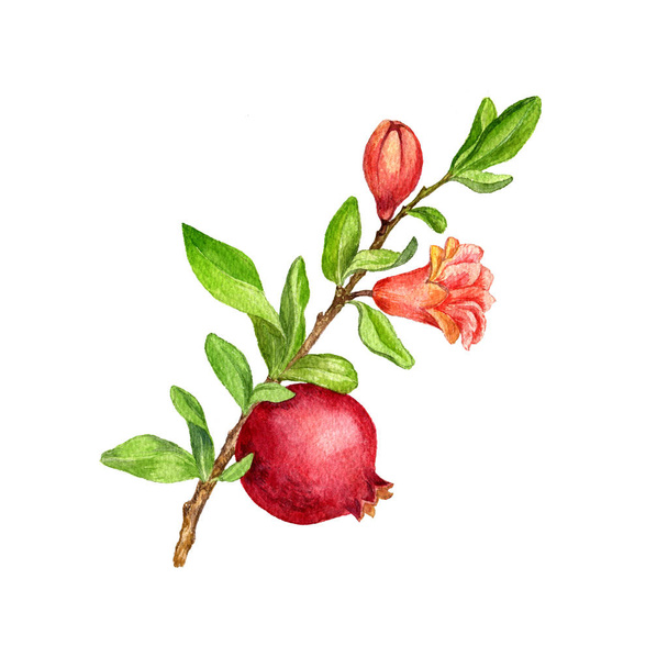 fruit tree branch with leaves,flower and pomegranate - Foto, Imagen