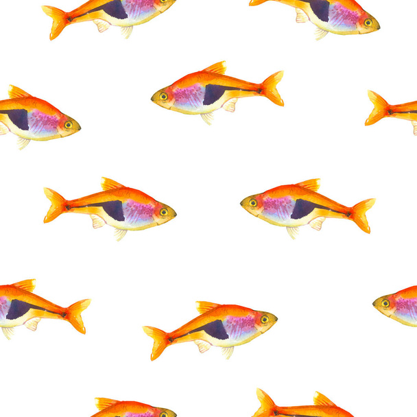 Seamless pattern with tropical harlequin rasbora. Watercolor illustration with hand drawn aquarium exotic fish on white background. - Fotoğraf, Görsel