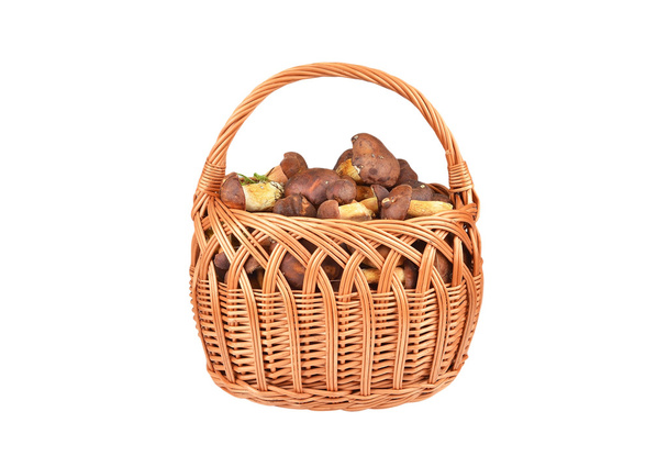Boletus edulis mushroom in basket - Photo, Image