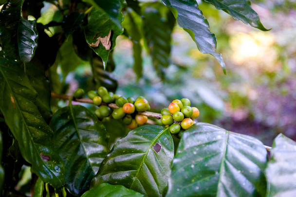 Plantação de café perto de Las Terrazas
 - Foto, Imagem