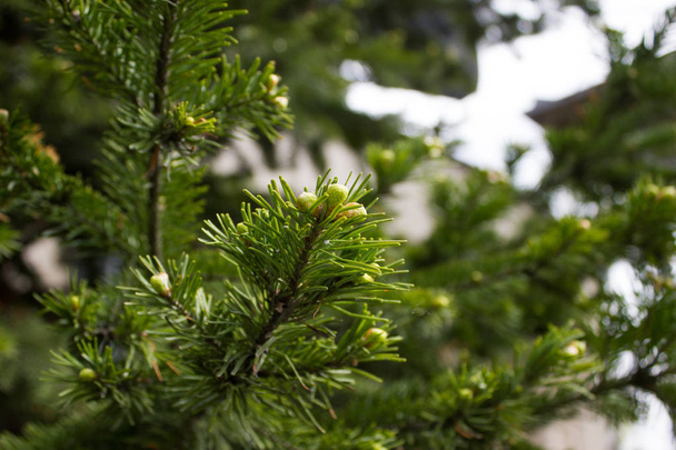 Green spruce branches in garden - Photo, Image