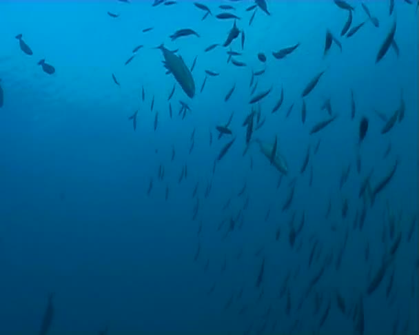 Video de buceo submarino de peces
 - Metraje, vídeo