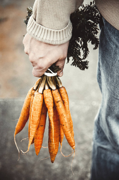 Fresh carrots in farmers hands - Fotoğraf, Görsel