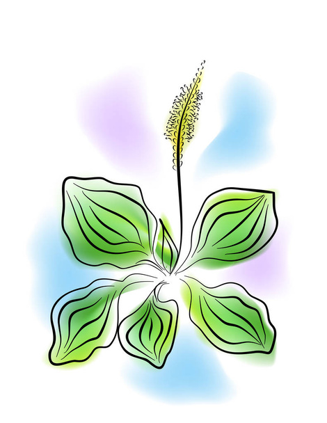 the plantain plant - Vector, Image