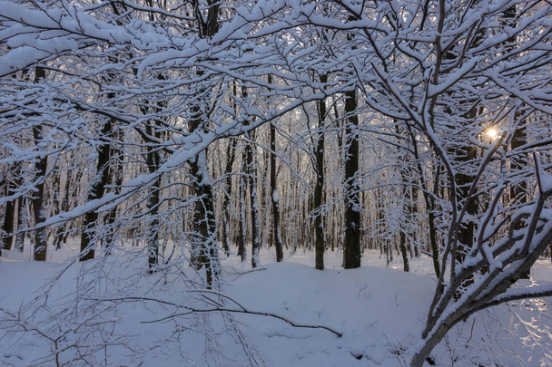 Snowy winter forest landscape - Φωτογραφία, εικόνα