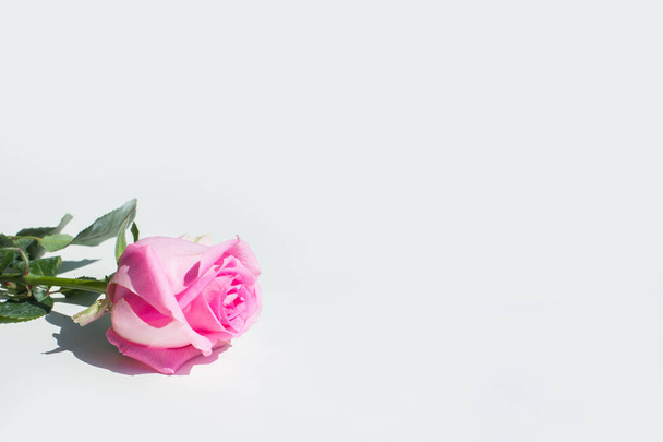 roze roos op witte achtergrond met Kopieer ruimte voor uw tekst - Foto, afbeelding