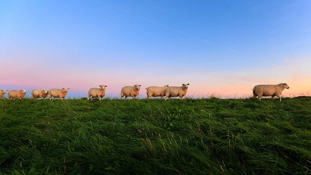 Sheeps on the dike - Photo, Image